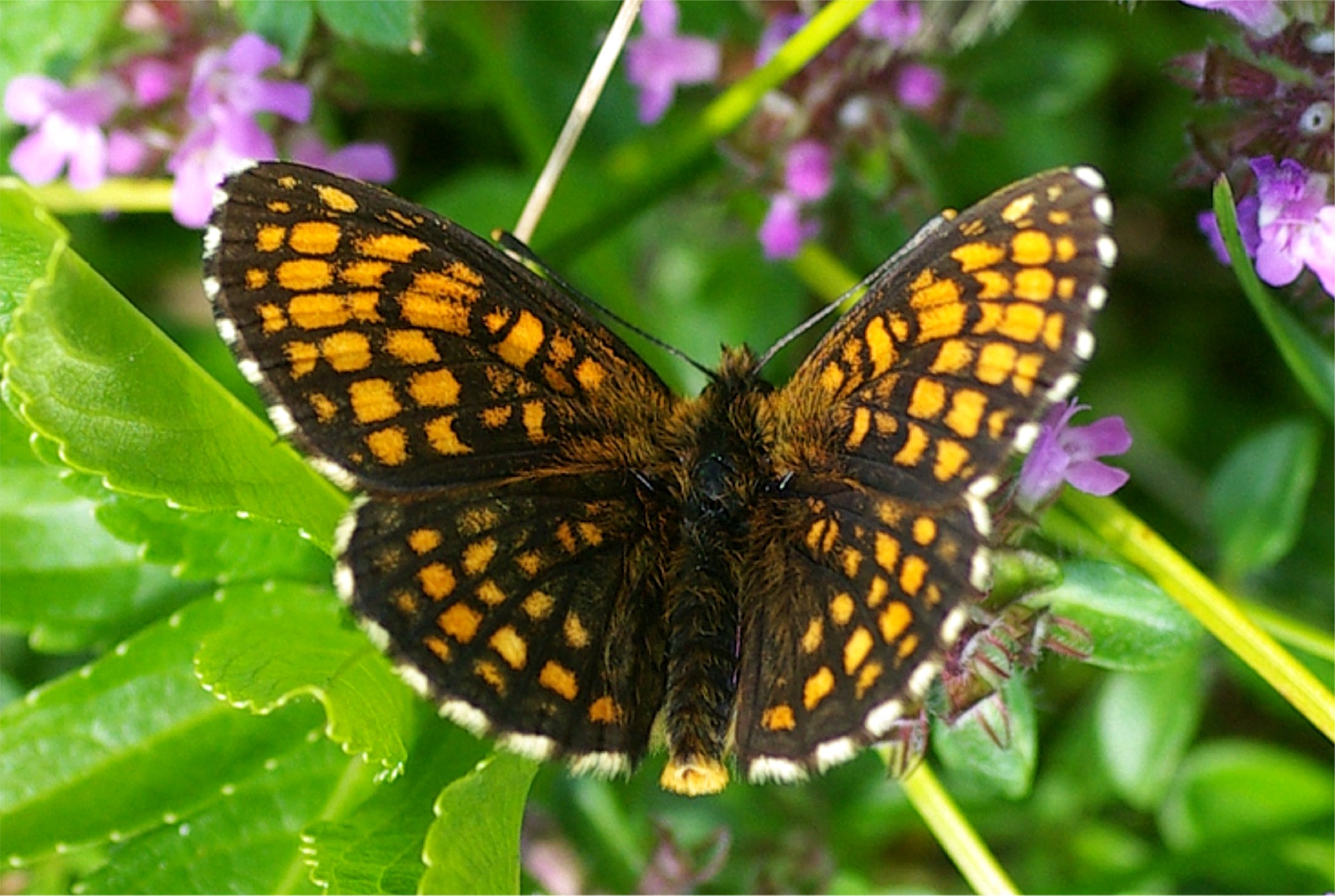 Melitaea athalia