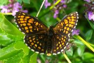 Melitaea athalia