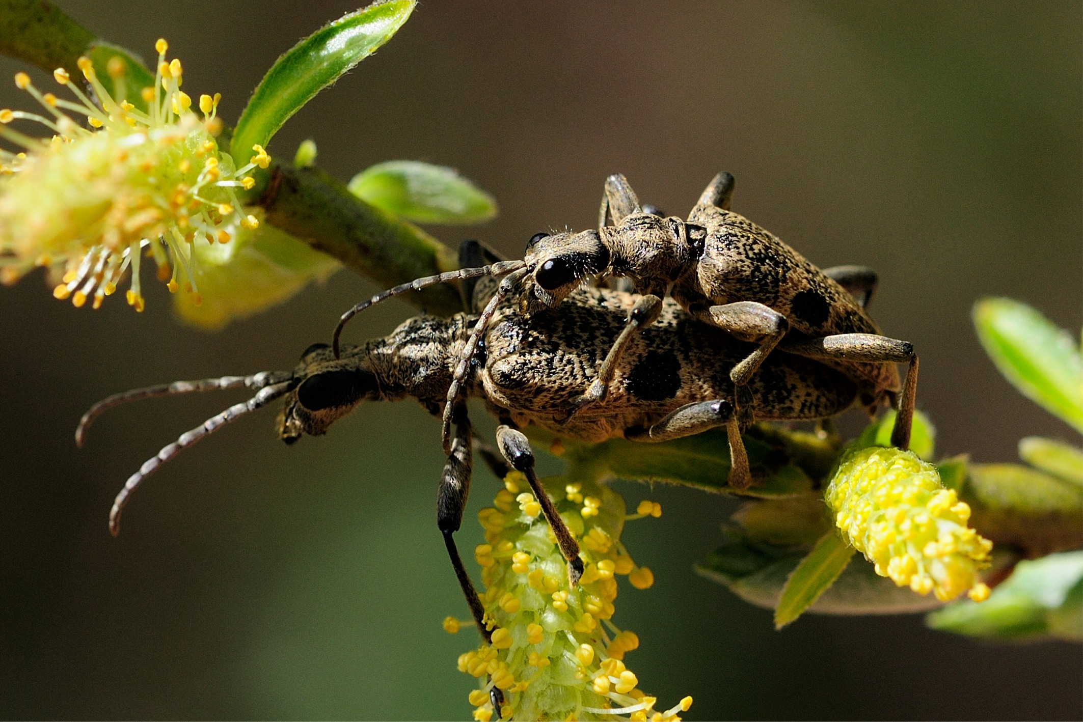 Rhagium mordax