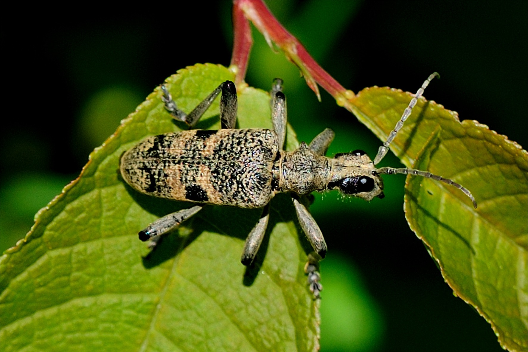 Rhagium mordax(♂)