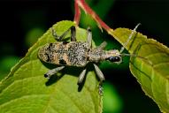 Rhagium mordax