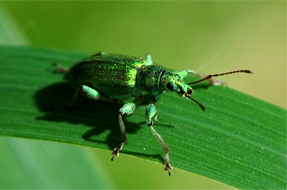 Phyllobius arborator