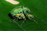 Phyllobius arborator