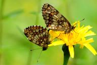 Melitaea athalia