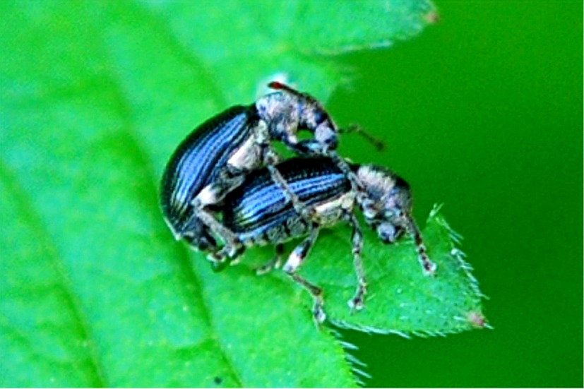 Phyllobius viridicollis