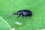 Otiorhynchus pinastri