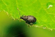 Otiorhynchus pinastri