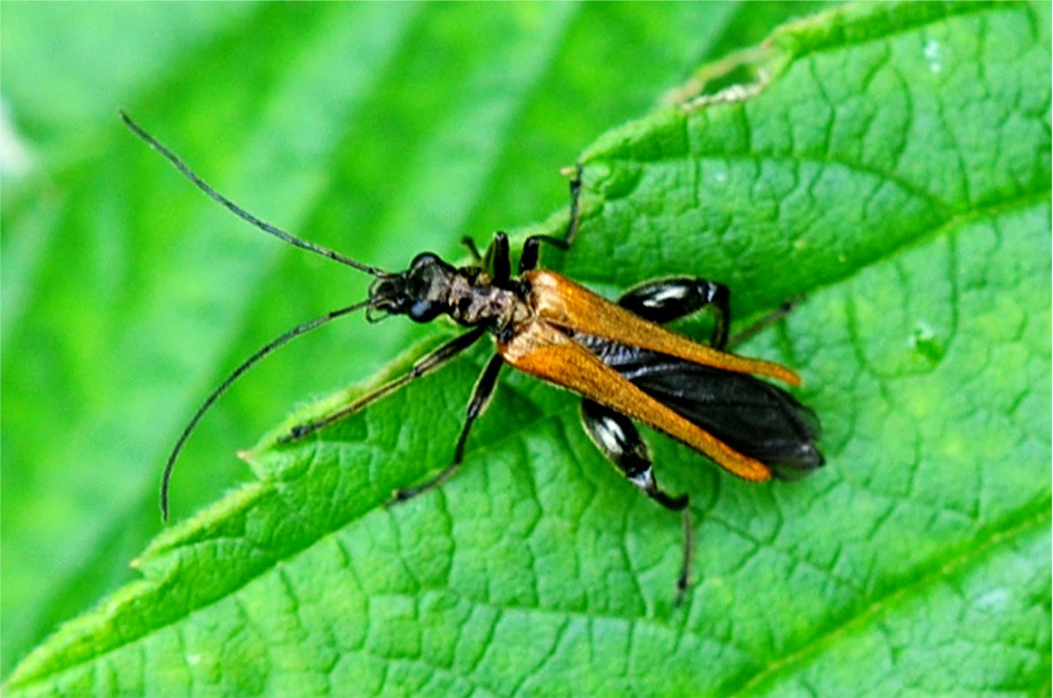 Oedemera femorata