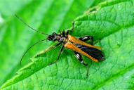 Oedemera femorata