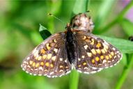Melitaea athalia