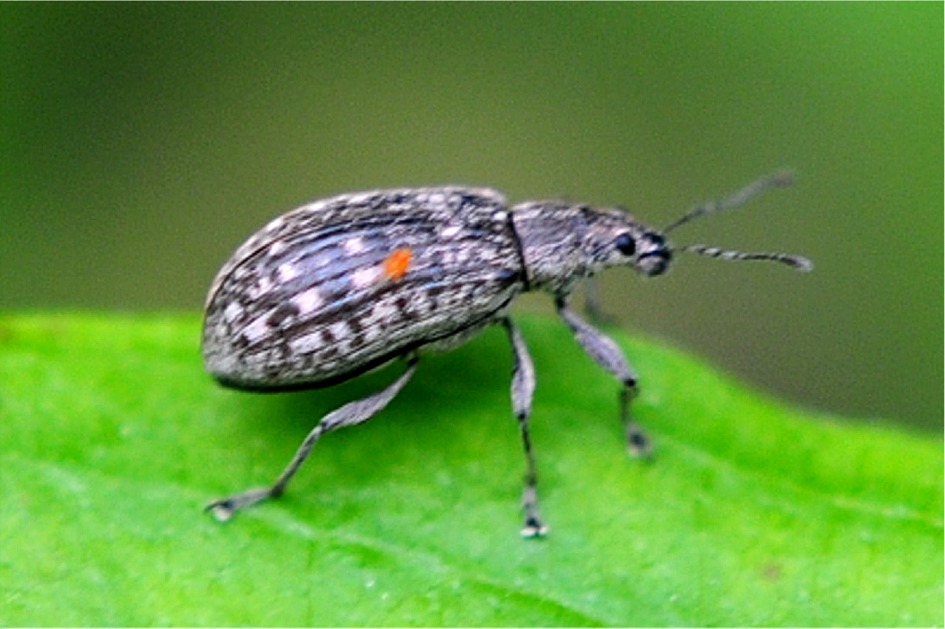 Polydrusus cervinus