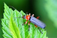 Cantharis pellucida