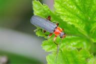 Cantharis pellucida