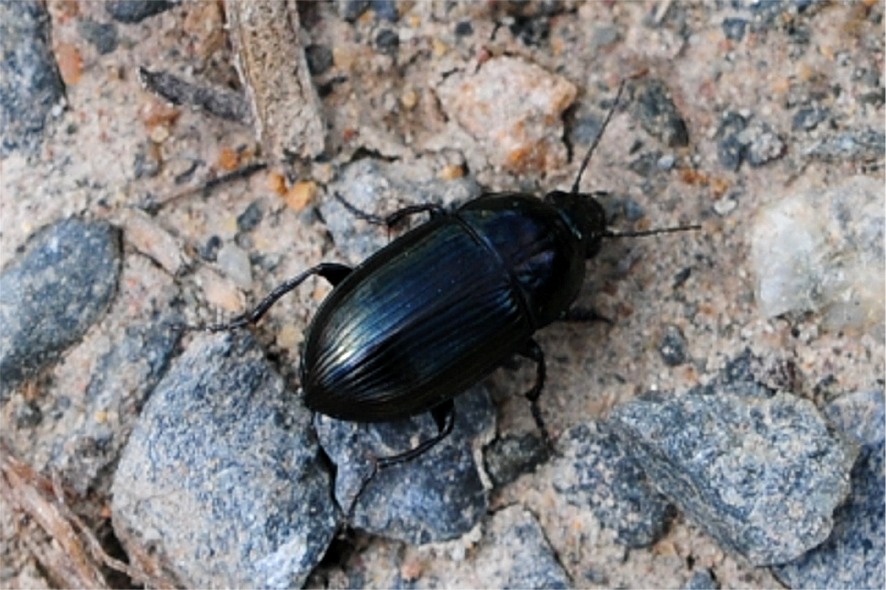 Amara nigricornis