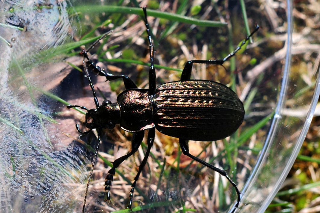 Carabus granulatus