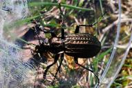 Carabus granulatus