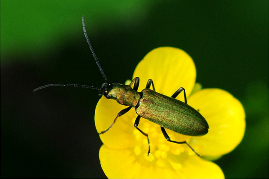 Chrysanthia viridissima