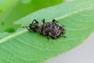 Otiorhynchus corruptor