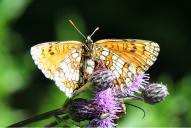Melitaea athalia