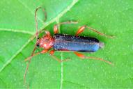 Phymatodes testaceus