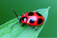Endomychus coccineus