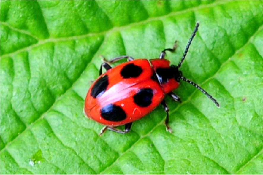 Endomychus coccineus