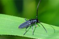 Phytoecia cylindrica