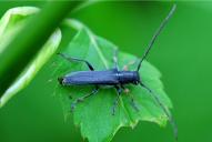 Phytoecia cylindrica