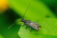 Phytoecia cylindrica