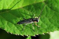 Phytoecia cylindrica