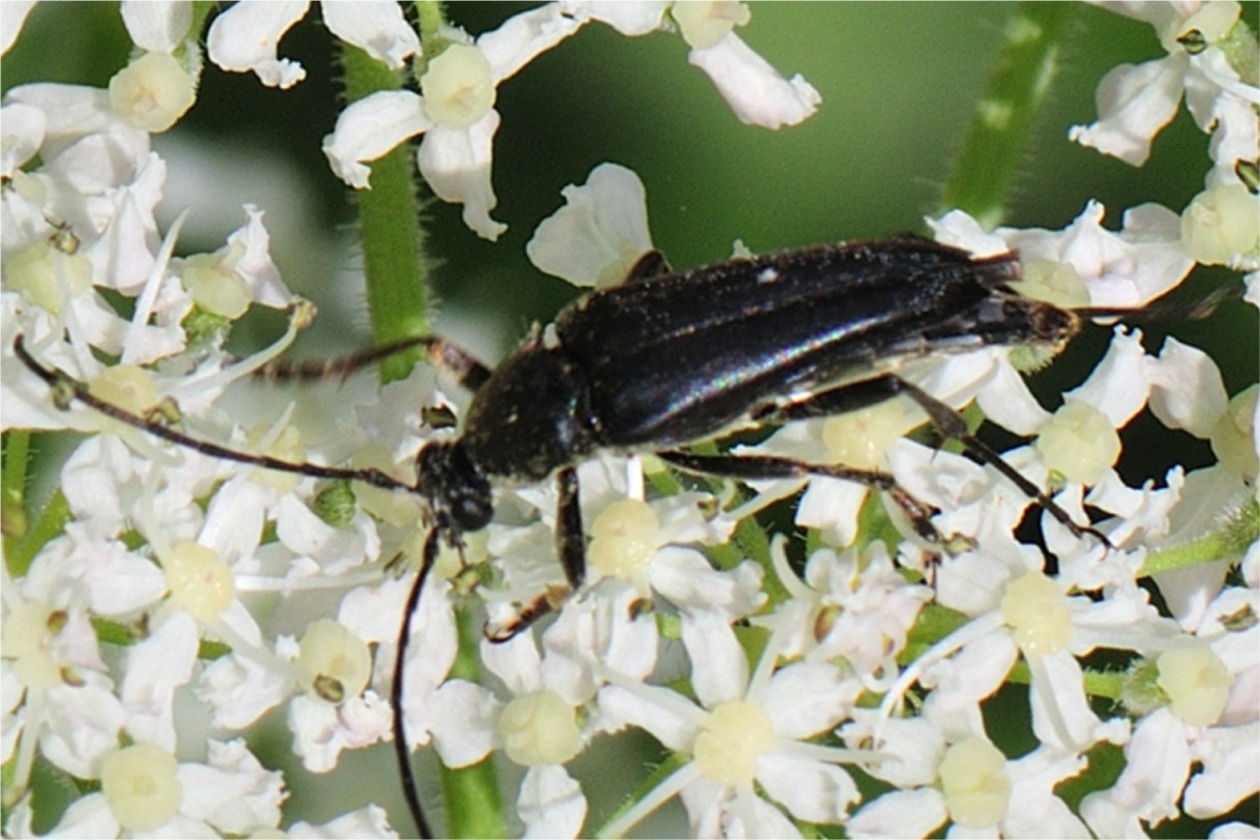 Stenurella nigra