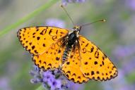 Melitaea didyma