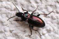 Pterostichus burmeisteri