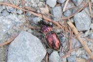 Pterostichus burmeisteri