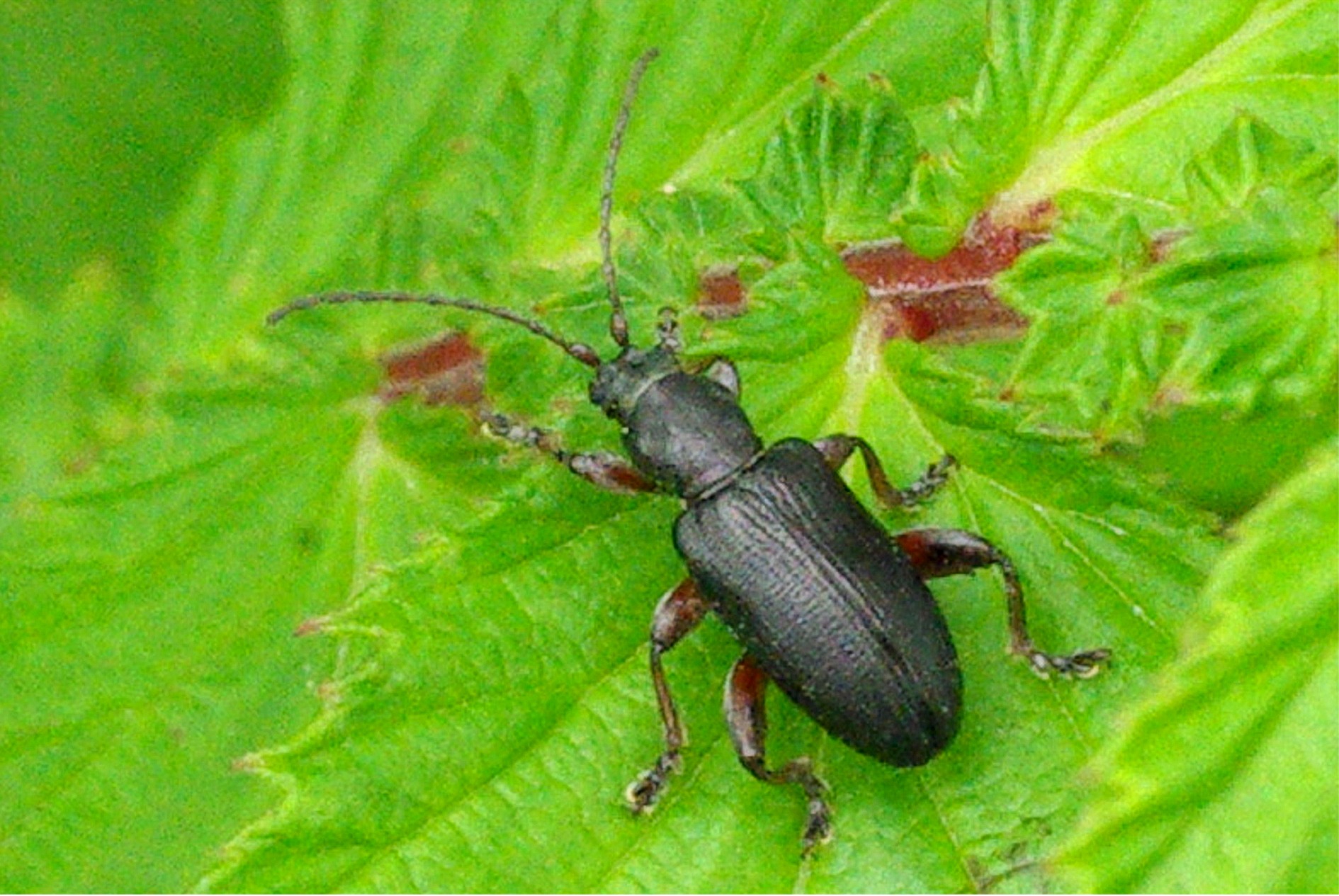 Plateumaris consimilis(♂)