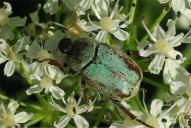 Hoplia graminicola