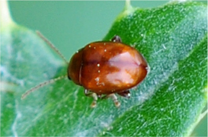 Sphaeroderma testaceum