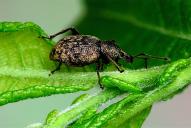 Otiorhynchus subdentatus