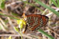 Melitaea didyma