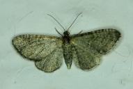 Eupithecia haworthiata