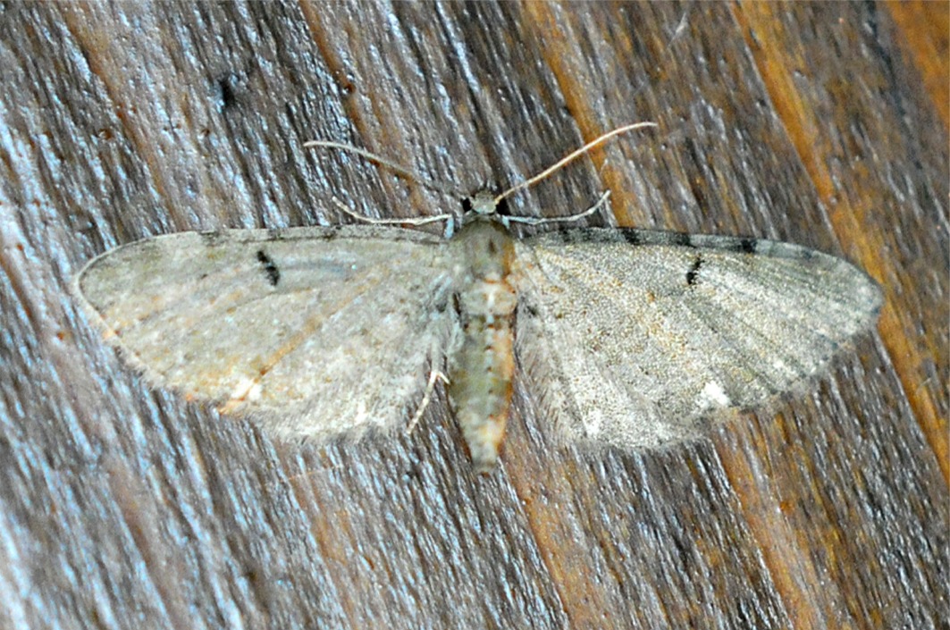 Eupithecia pimpinellata