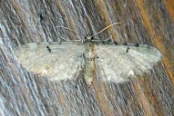 Eupithecia pimpinellata