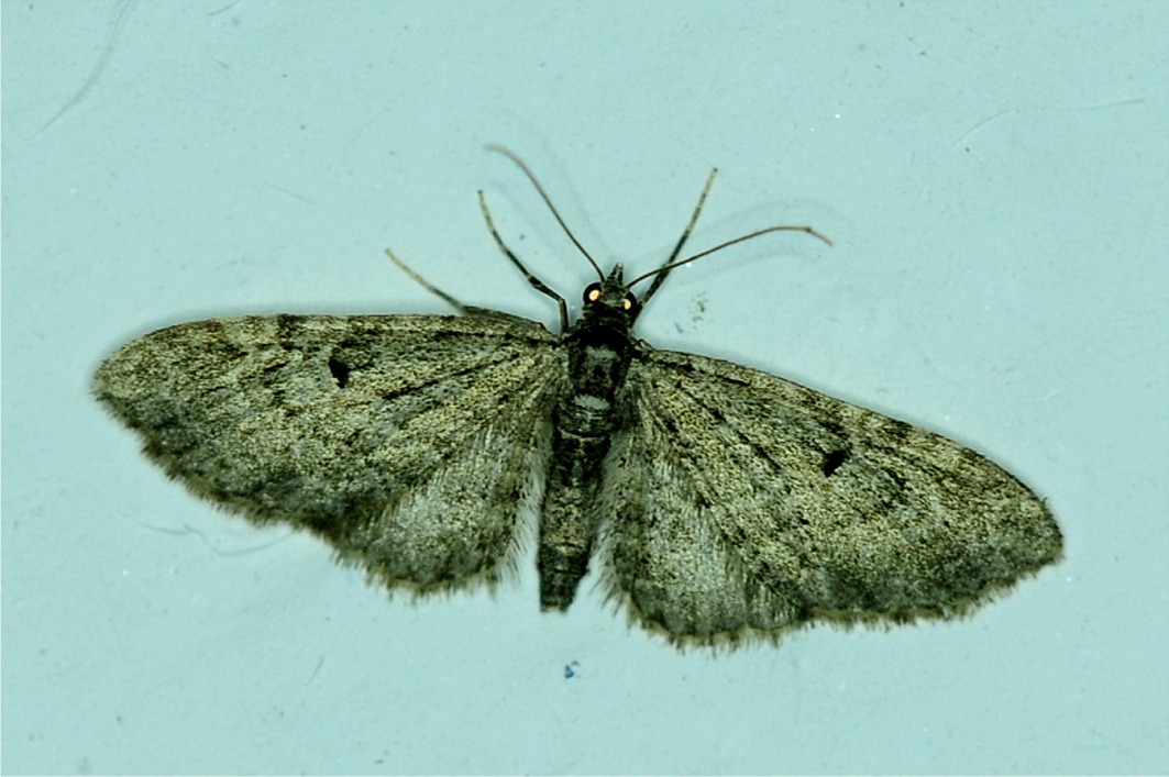 Eupithecia silenata