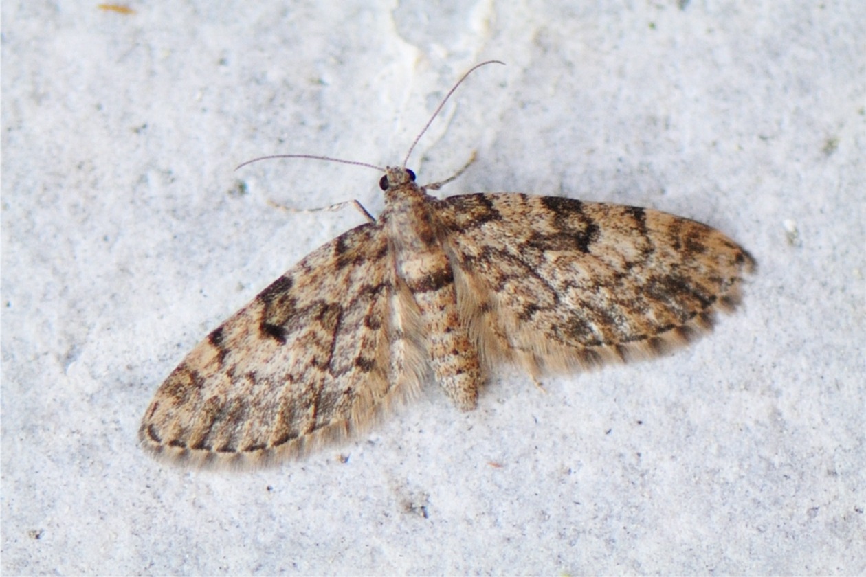 Eupithecia tantillaria