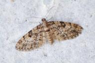 Eupithecia tantillaria