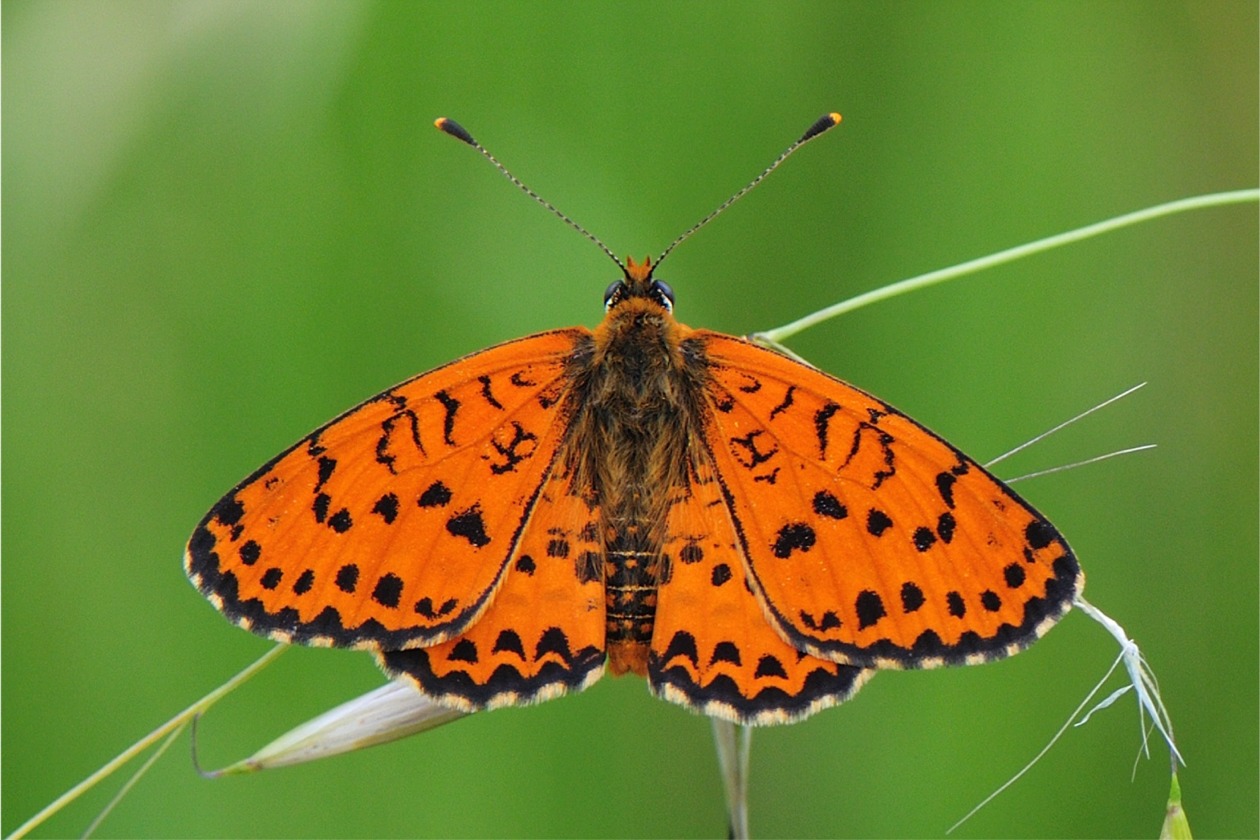 Melitaea didyma(♂)