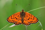 Melitaea didyma