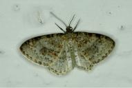 Pterapherapteryx sexalata