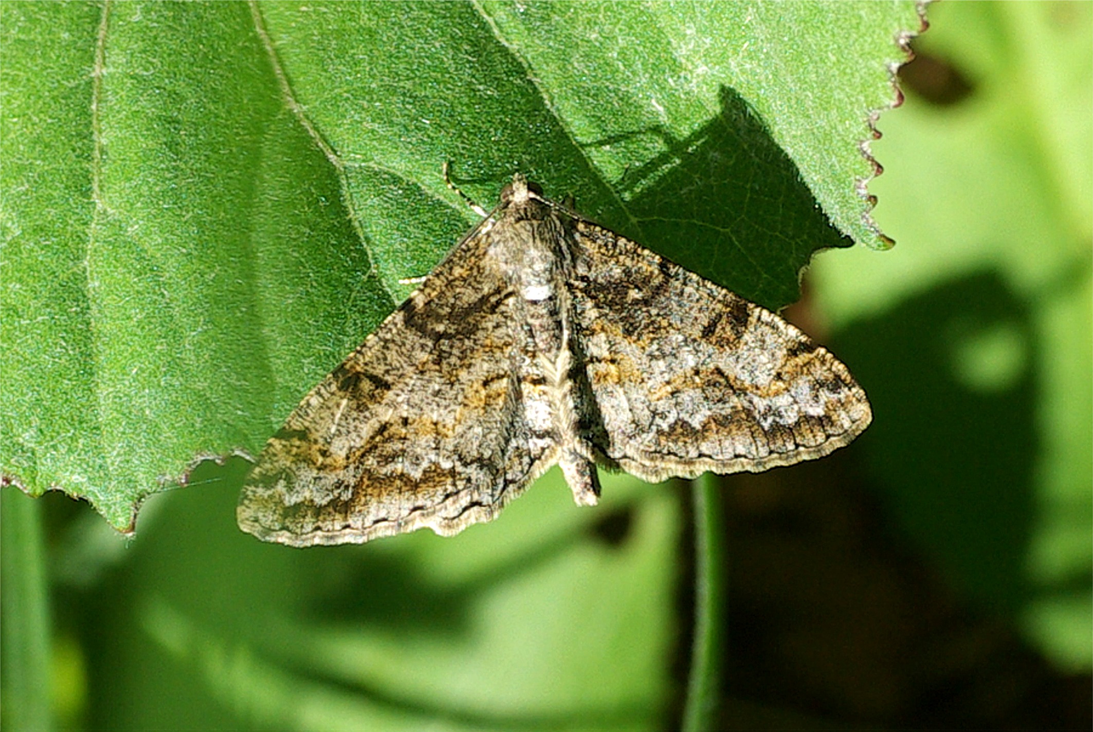 Cleora cinctaria