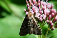 Mesapamea secalis | secalella